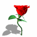 Animated rose ~ I Hope You Dance