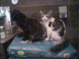 Skunk & Wicky ~ Can You Say CatFood?!